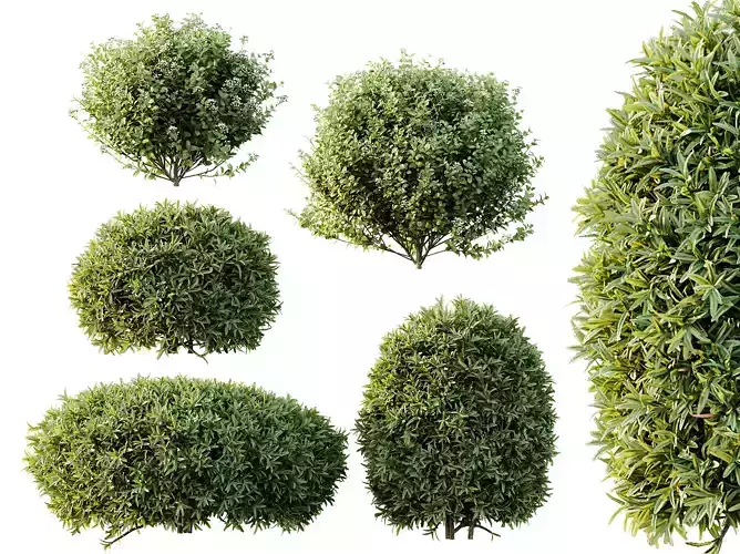 AV Phillyrea Rosemarinifolia and Ovalifolium Argenteum Aureum 3D model