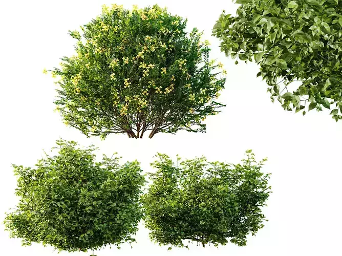 AV Cotinus coggygria and Coronilla Valentina Glauca