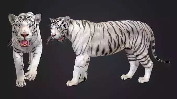 White Tiger