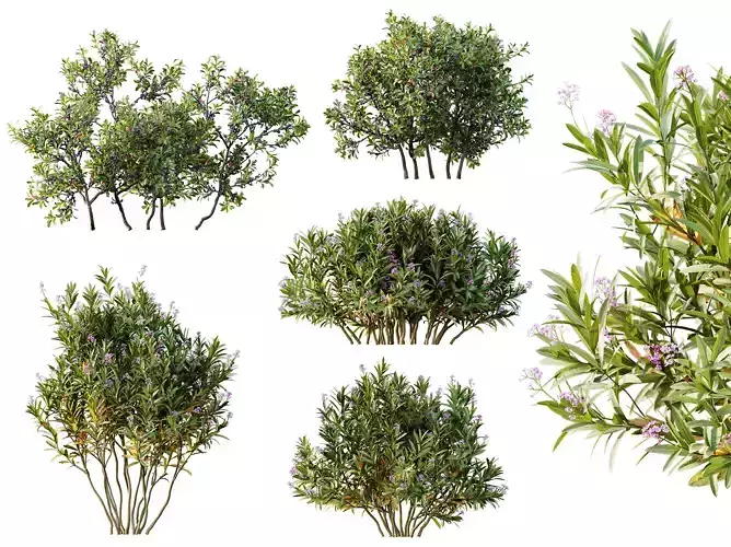 AV Nerium Rose Pink and Bayberry Candleberry Fruit 3D model