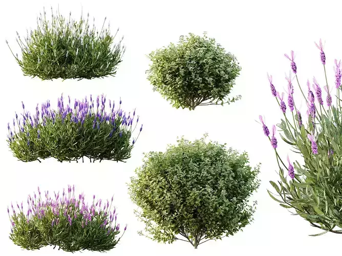 AV Ligustrum Argenteum and Lavandula Pedunculata