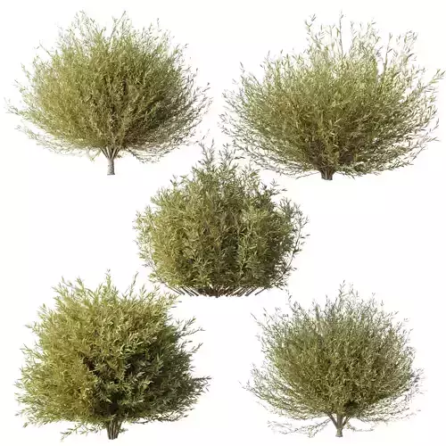 Salix Purpurea Nana Topiary Bush - Bush Set 11