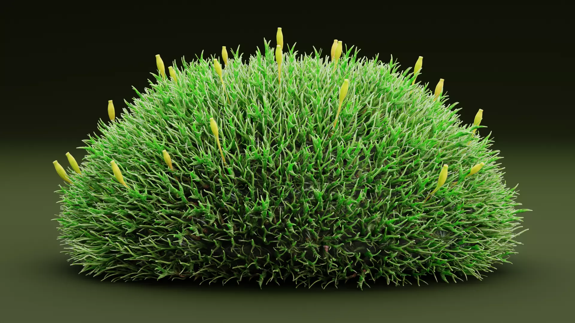 Moss V2 Low-poly 3D model