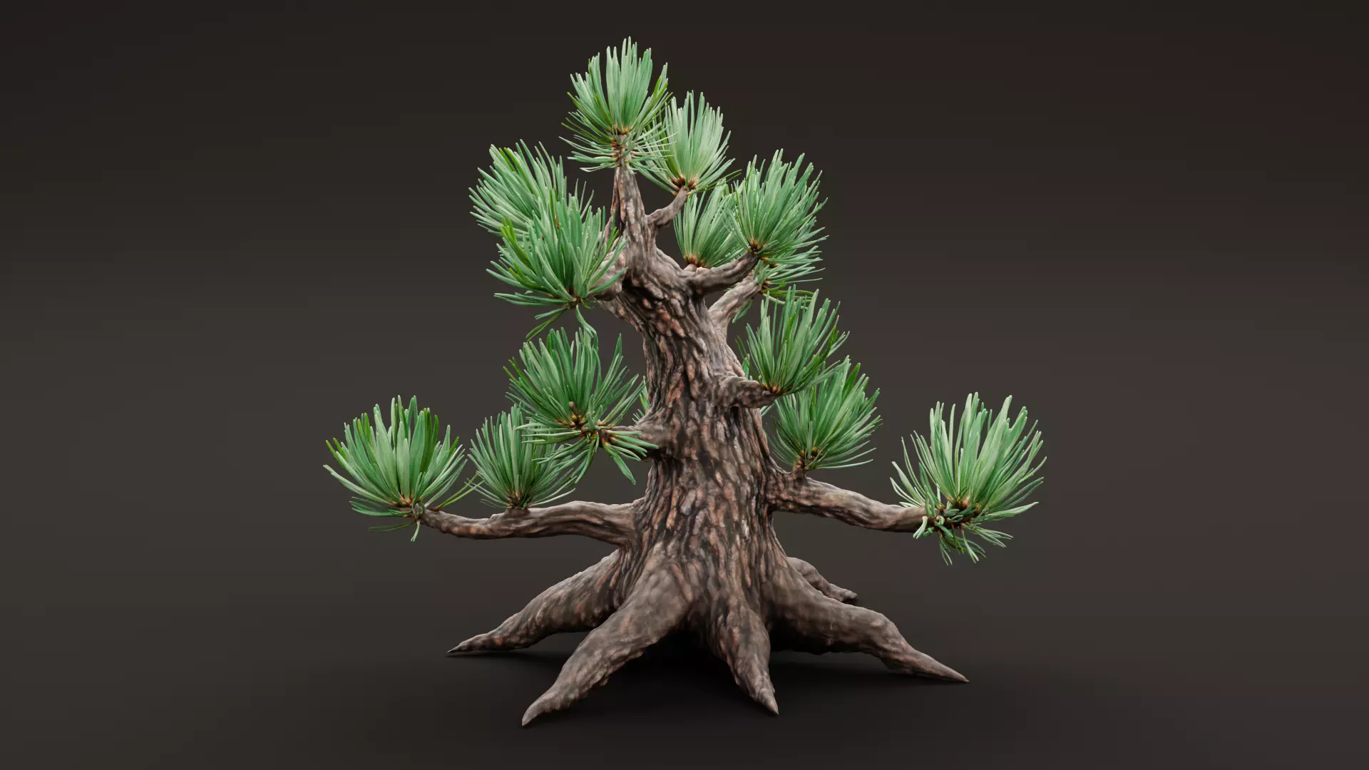 Stylized Pine Bonsai Tree Low-poly 3D model_1