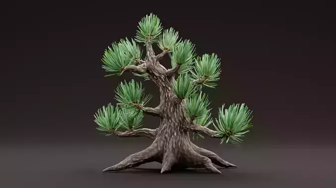 Stylized Pine Bonsai Tree
