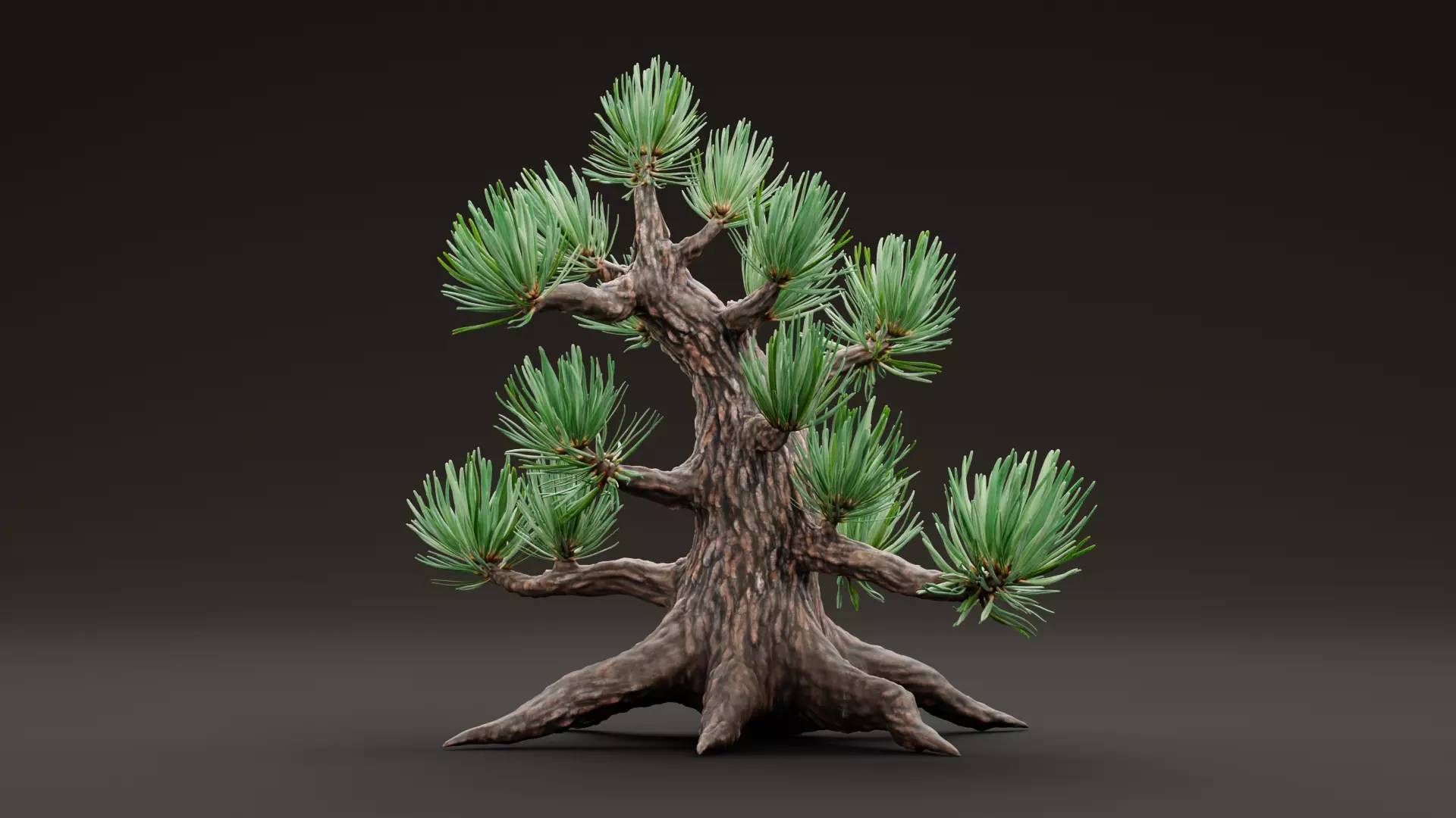 Stylized Pine Bonsai Tree Low-poly 3D model_0