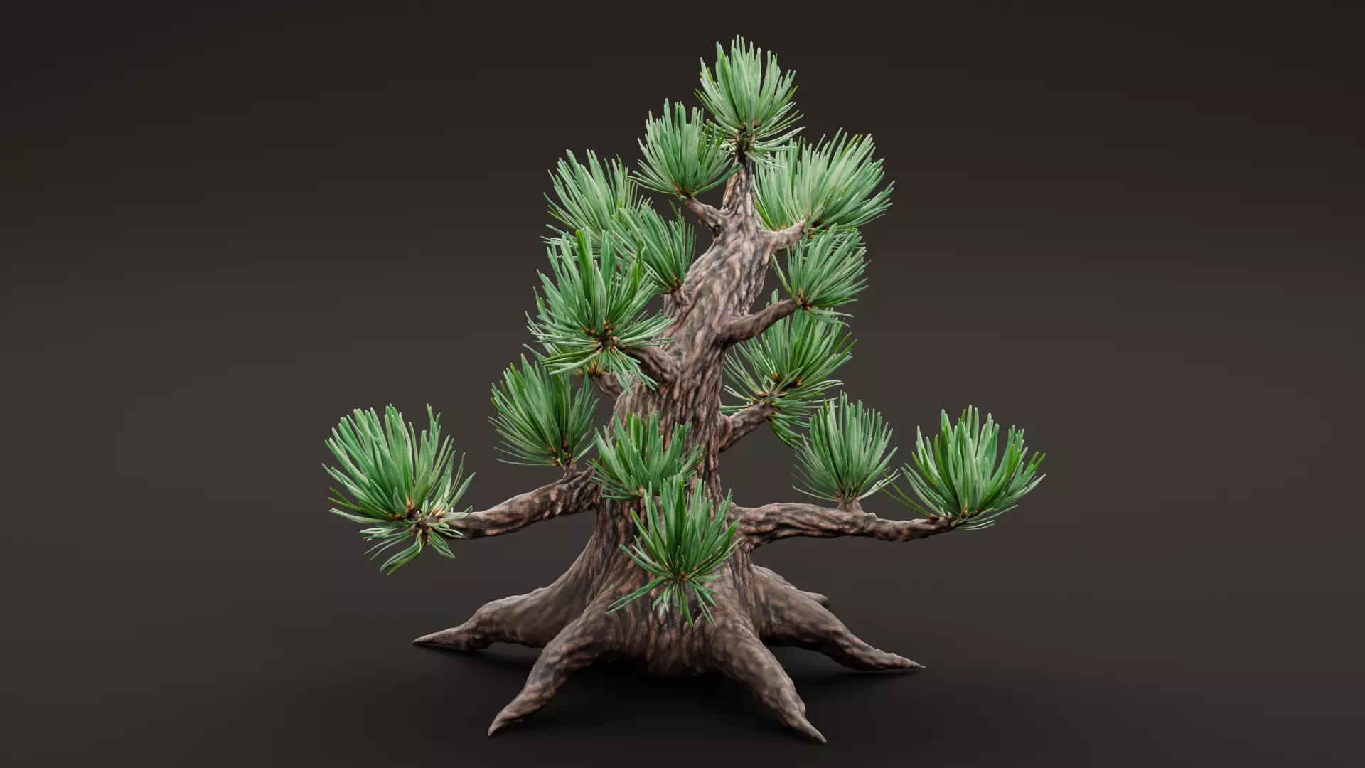 Stylized Pine Bonsai Tree Low-poly 3D model_4