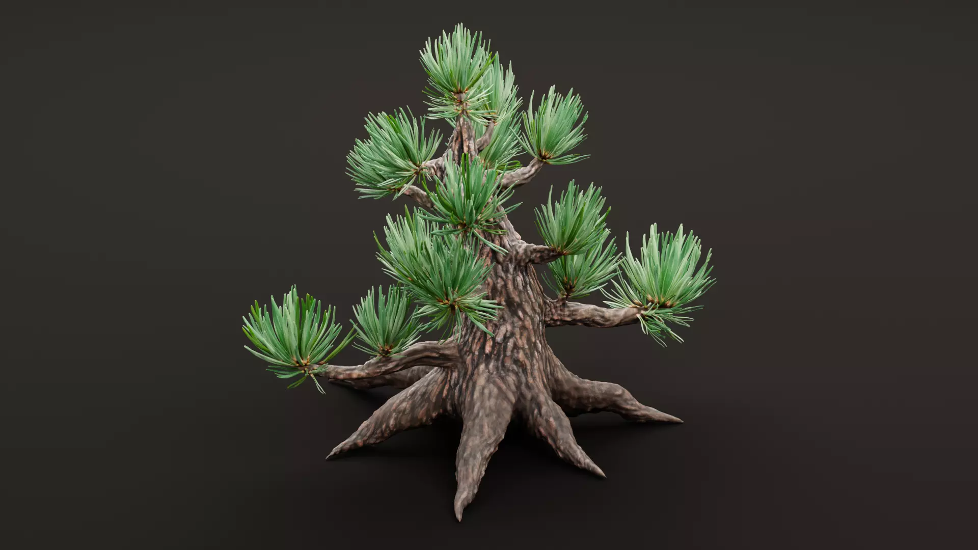 Stylized Pine Bonsai Tree Low-poly 3D model_2