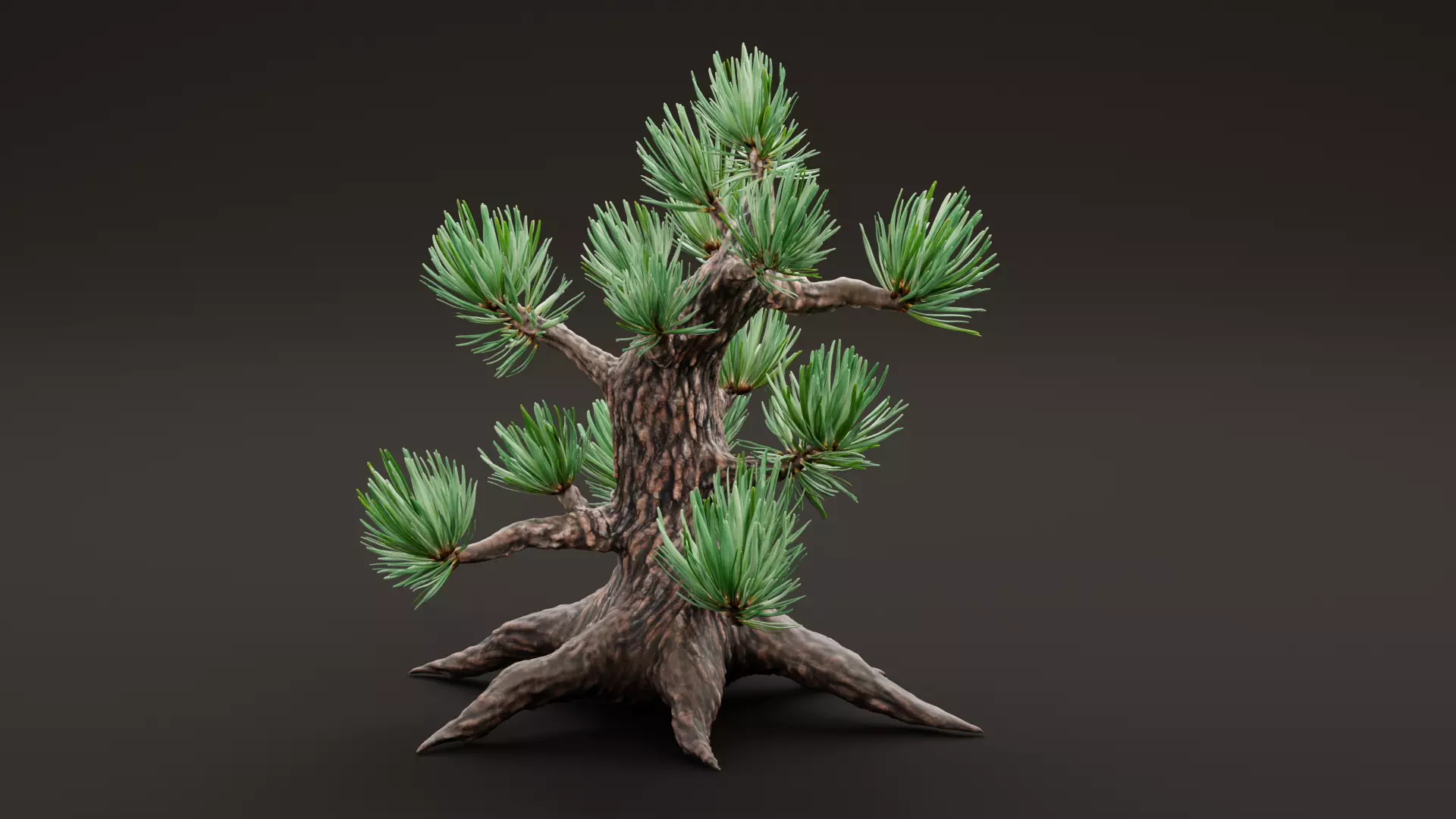 Stylized Pine Bonsai Tree Low-poly 3D model_3