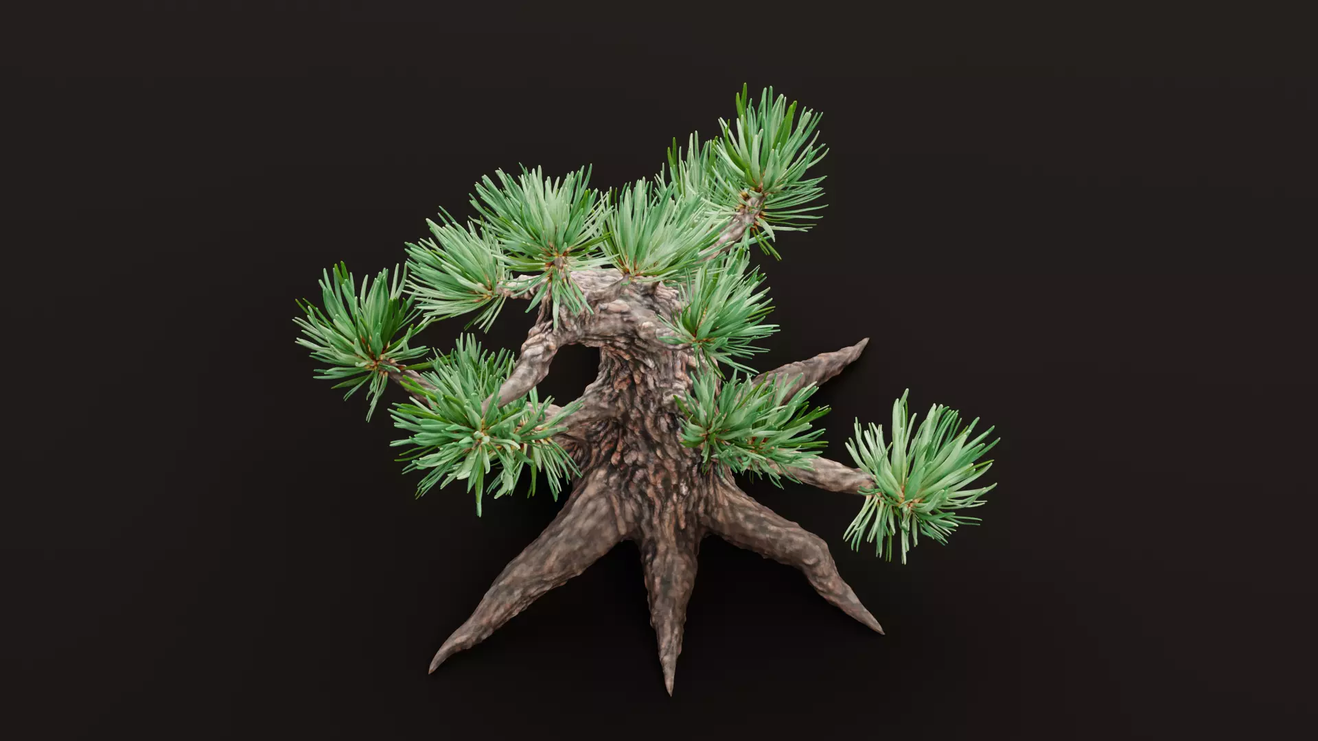 Stylized Pine Bonsai Tree Low-poly 3D model_6