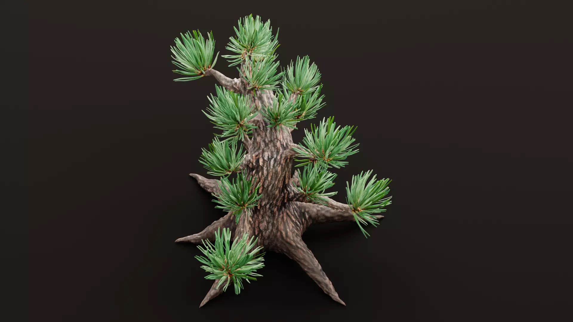 Stylized Pine Bonsai Tree Low-poly 3D model_5