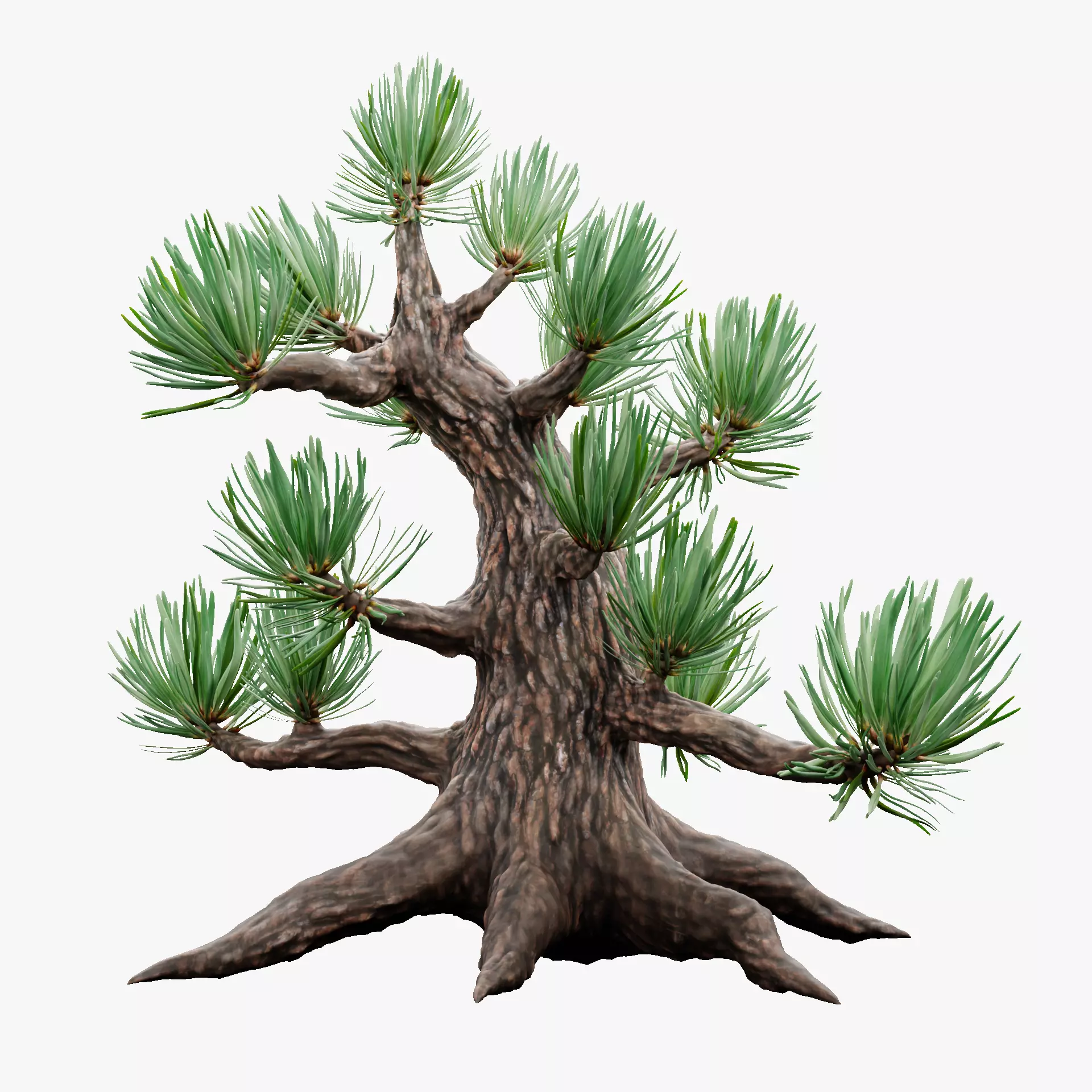 Stylized Pine Bonsai Tree Low-poly 3D model_12