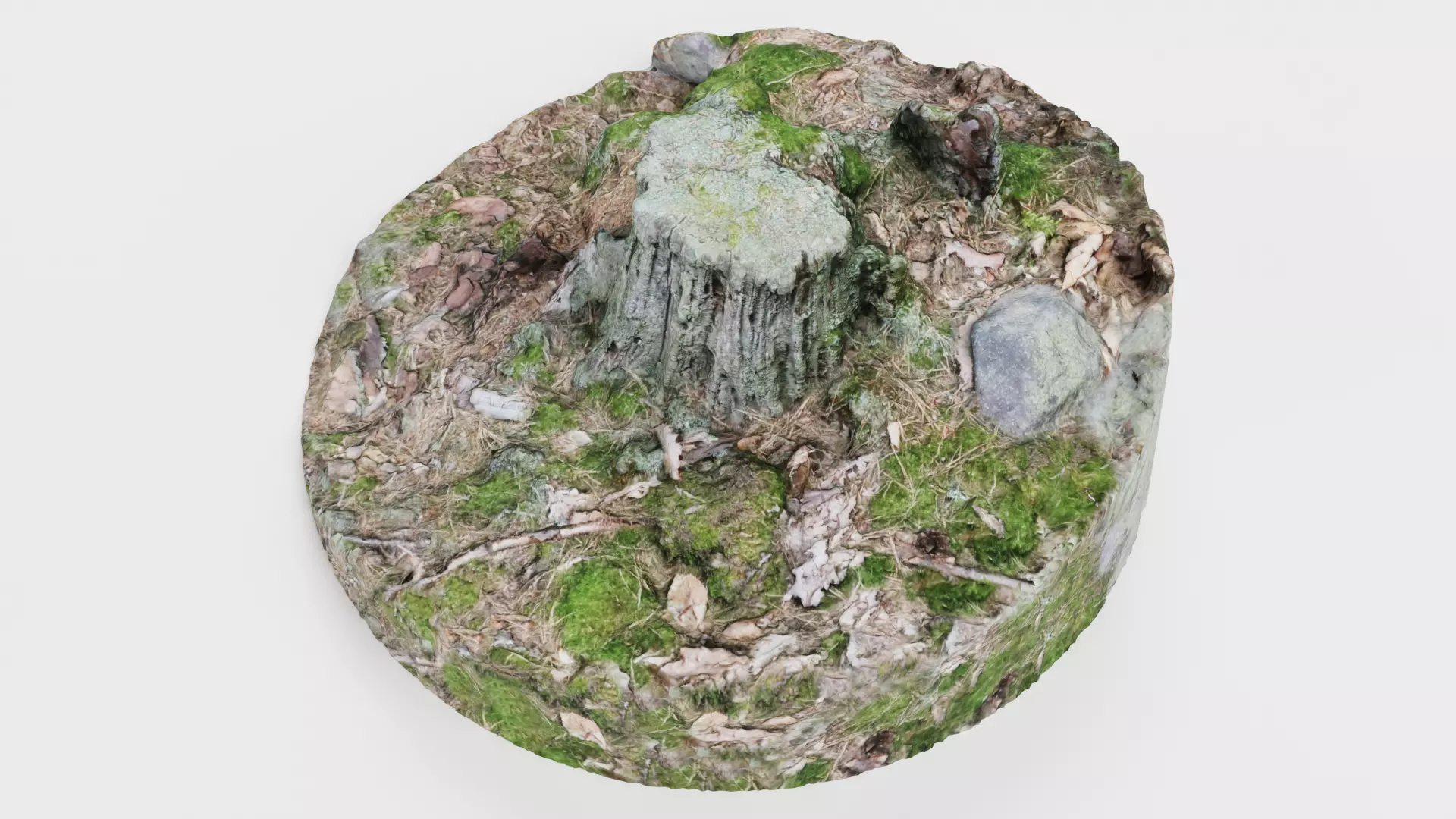 Tree Stump - Scanned Low-poly 3D model_6