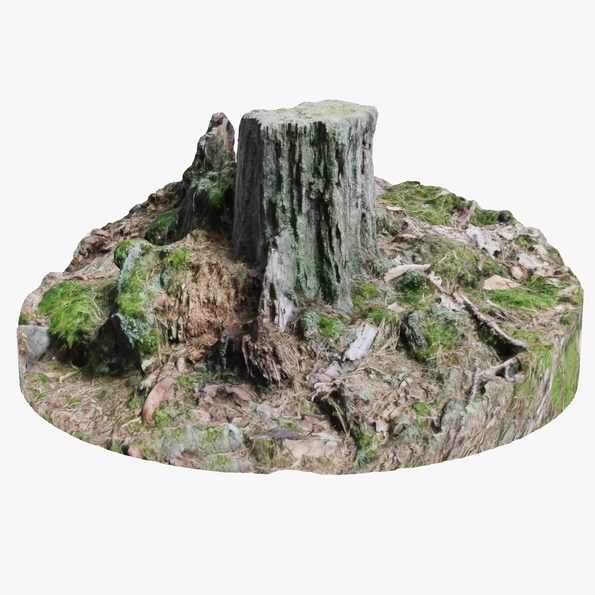Tree Stump - Scanned Low-poly 3D model_13