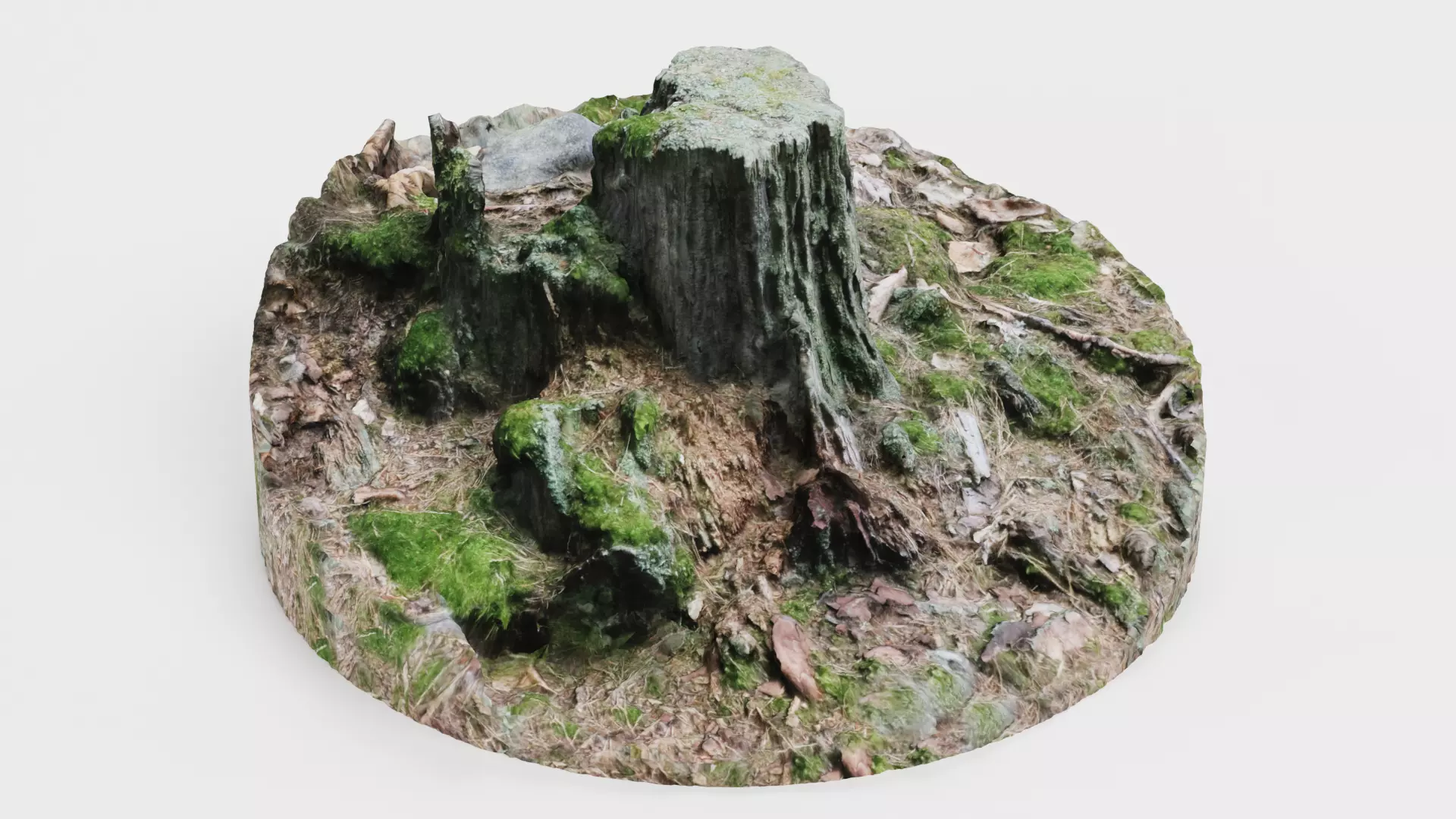 Tree Stump - Scanned Low-poly 3D model_7