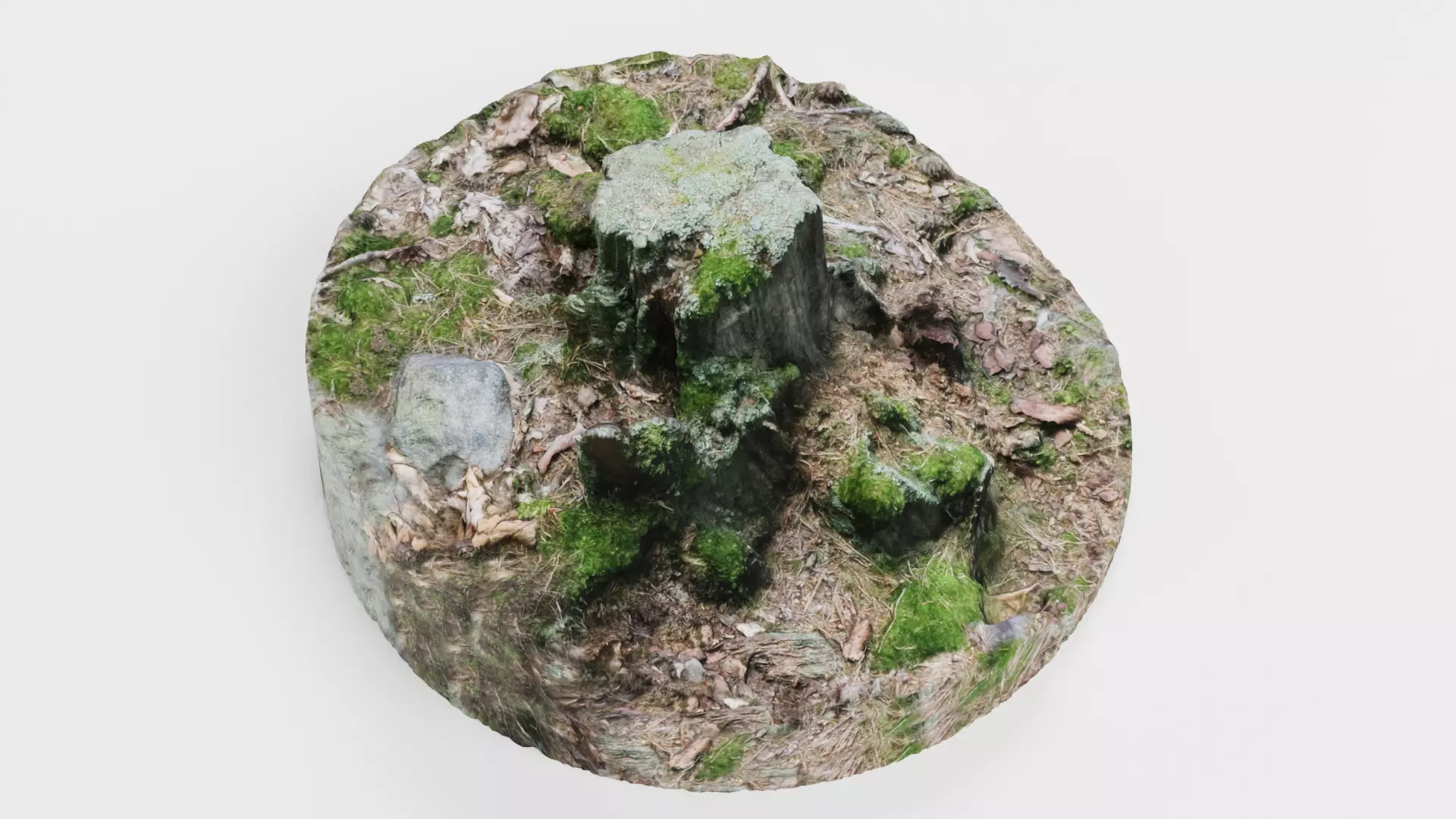 Tree Stump - Scanned Low-poly 3D model_4