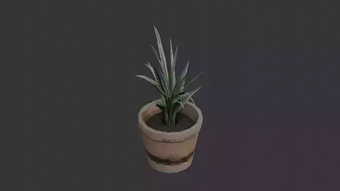 Small potted plant in clay pot