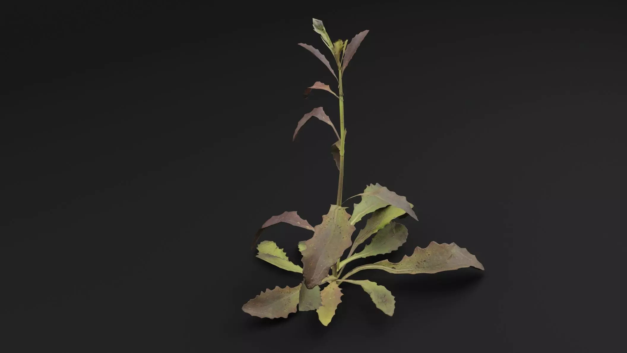 Sonchus oleraceus Plant Low-poly 3D model_3
