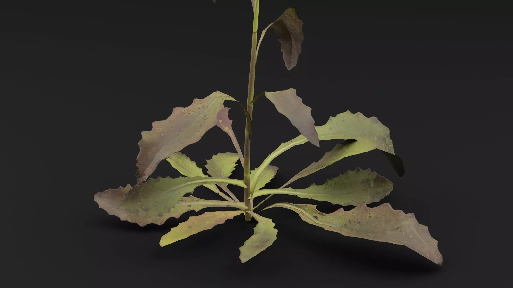 Sonchus oleraceus Plant Low-poly 3D model_2