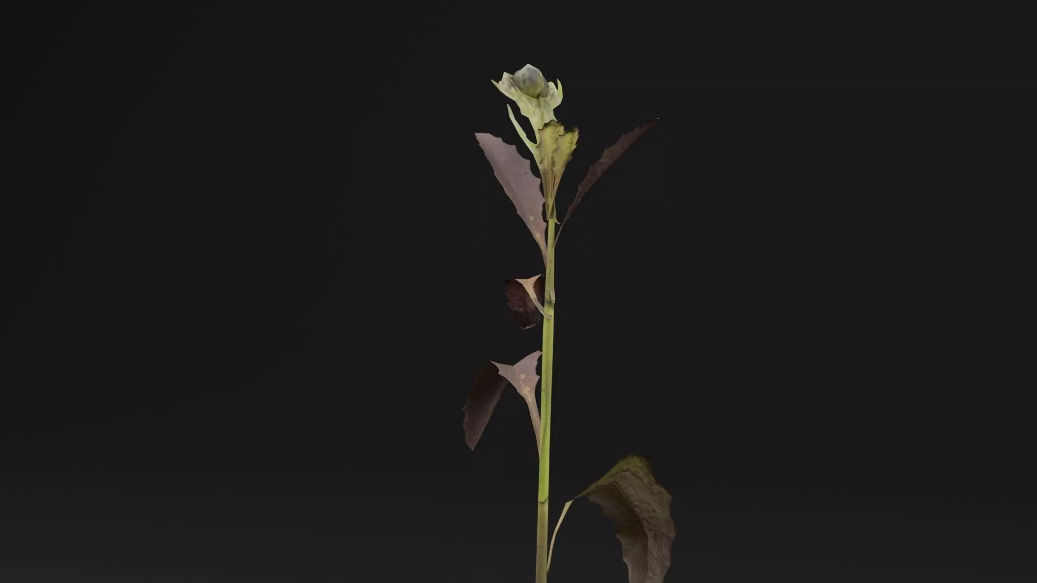 Sonchus oleraceus Plant Low-poly 3D model_1