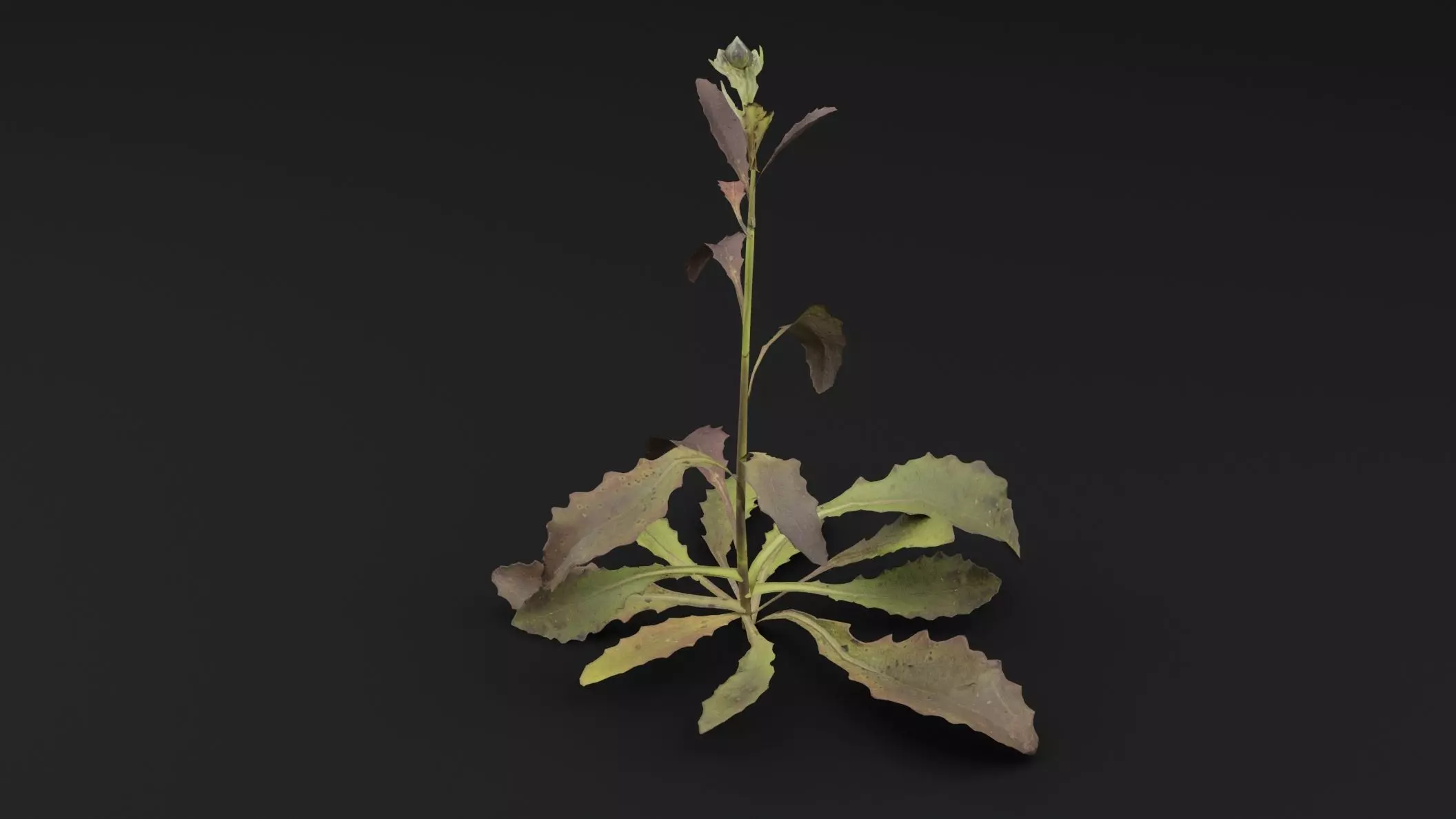 Sonchus oleraceus Plant Low-poly 3D model_4