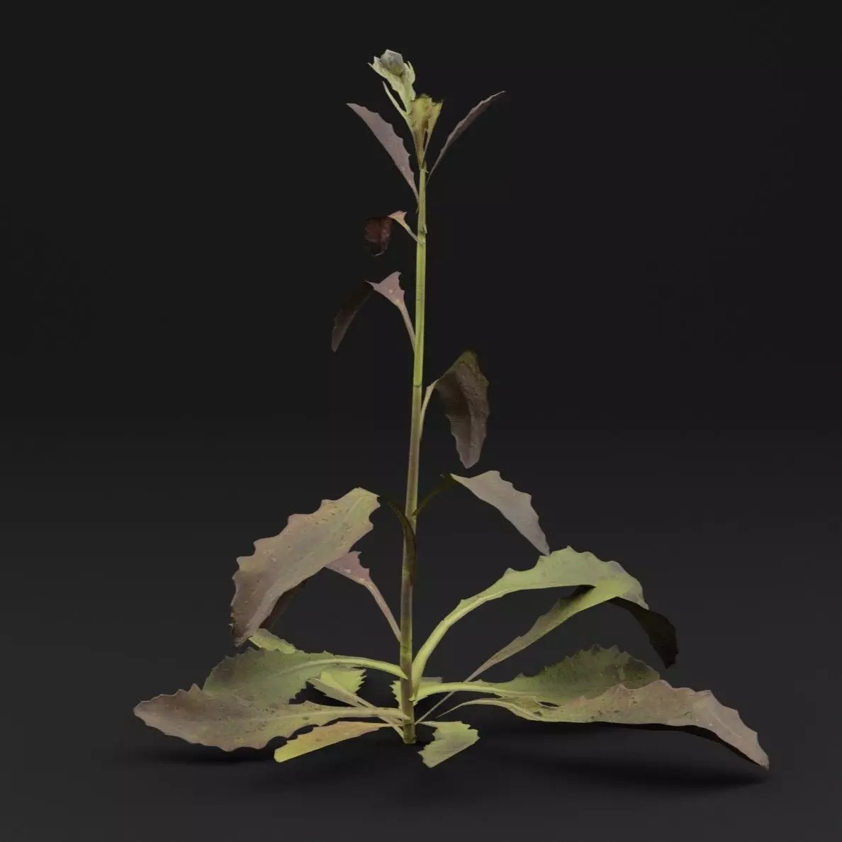 Sonchus oleraceus Plant Low-poly 3D model_5