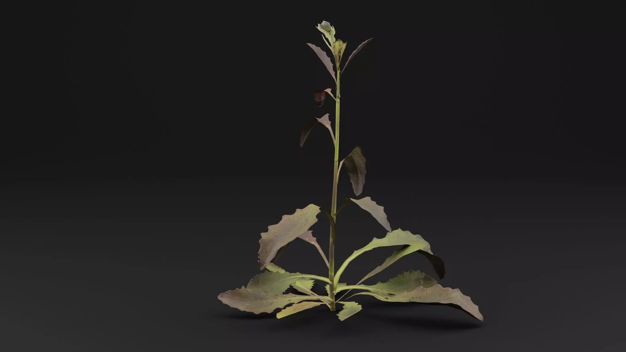Sonchus oleraceus Plant Low-poly 3D model_0