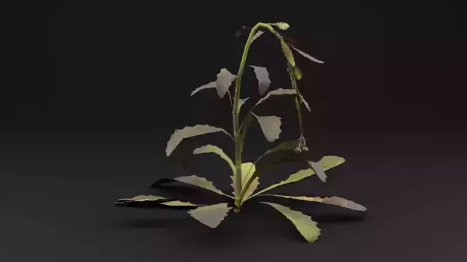 Sonchus oleraceus Plant