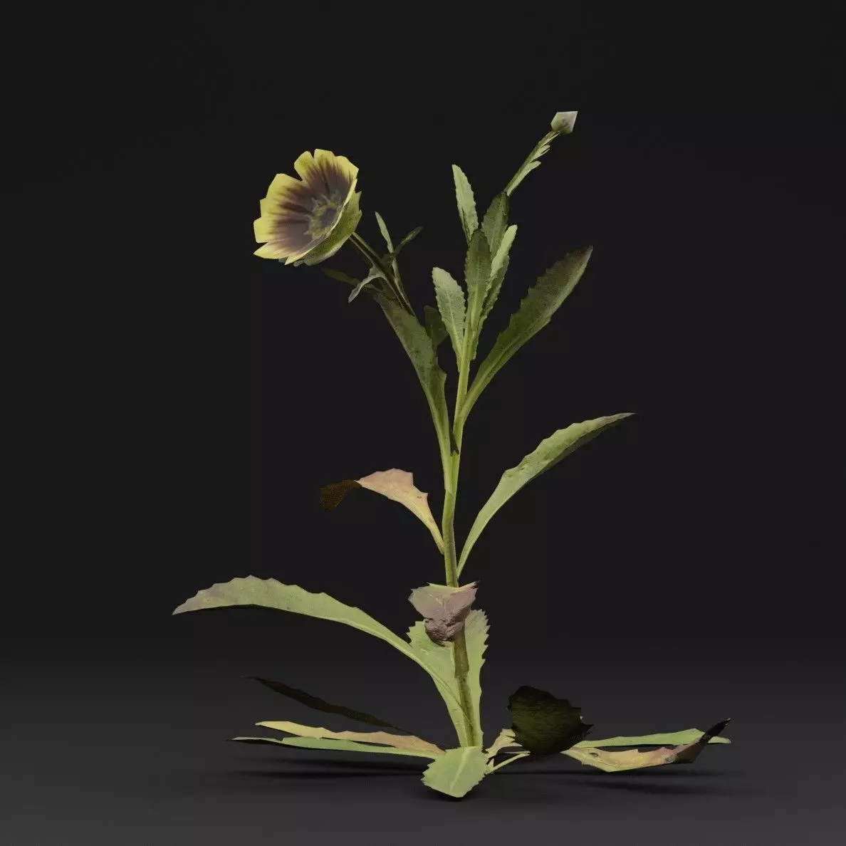 Sonchus oleraceus Plant Low-poly 3D model_5