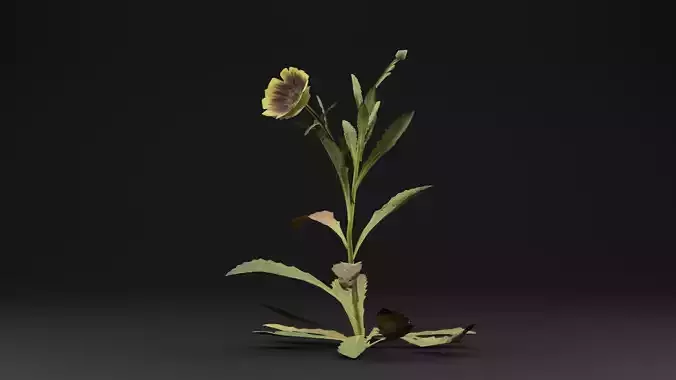 Sonchus oleraceus Plant