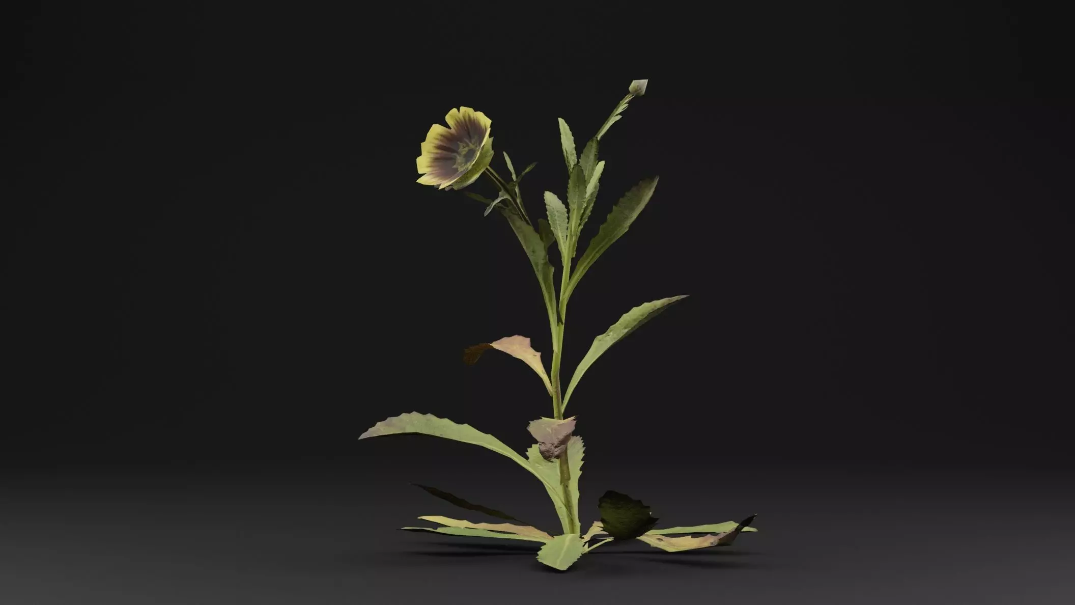 Sonchus oleraceus Plant Low-poly 3D model_0