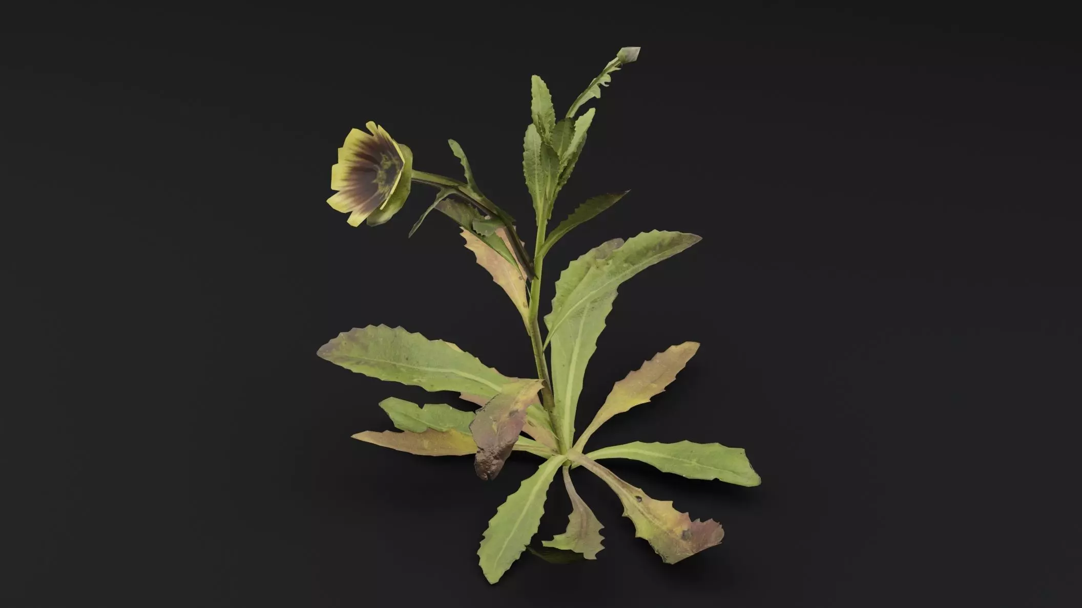 Sonchus oleraceus Plant Low-poly 3D model_4