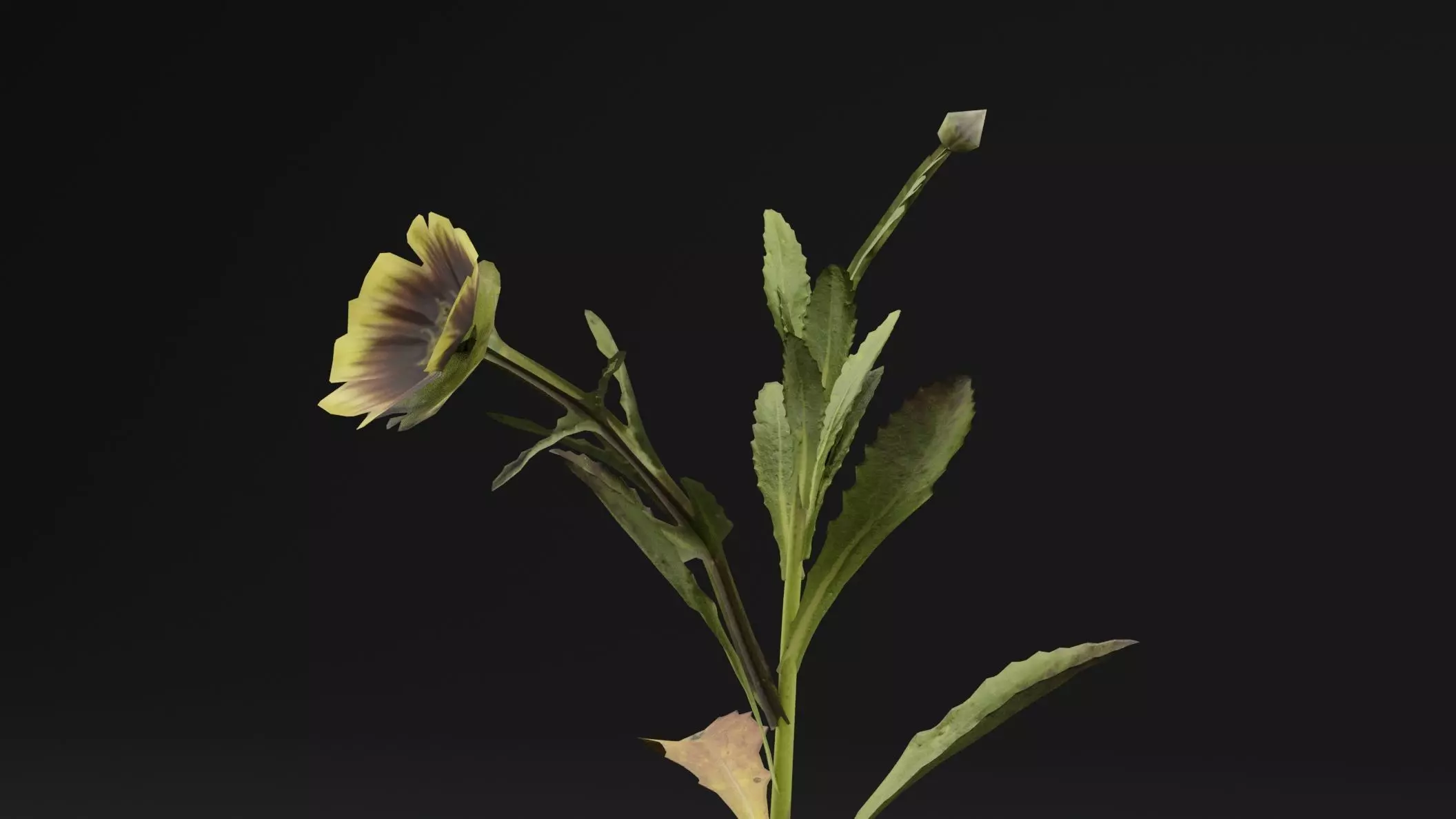 Sonchus oleraceus Plant Low-poly 3D model_1
