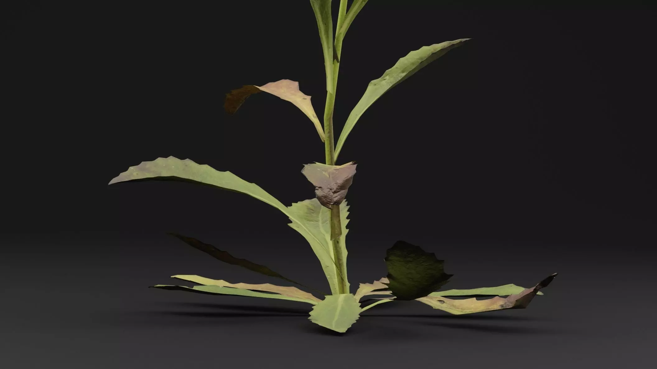 Sonchus oleraceus Plant Low-poly 3D model_2