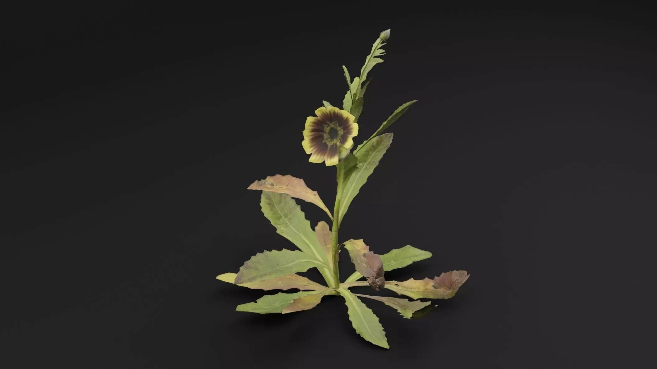 Sonchus oleraceus Plant Low-poly 3D model_3