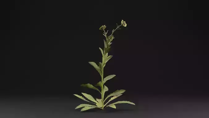 Sonchus oleraceus Plant