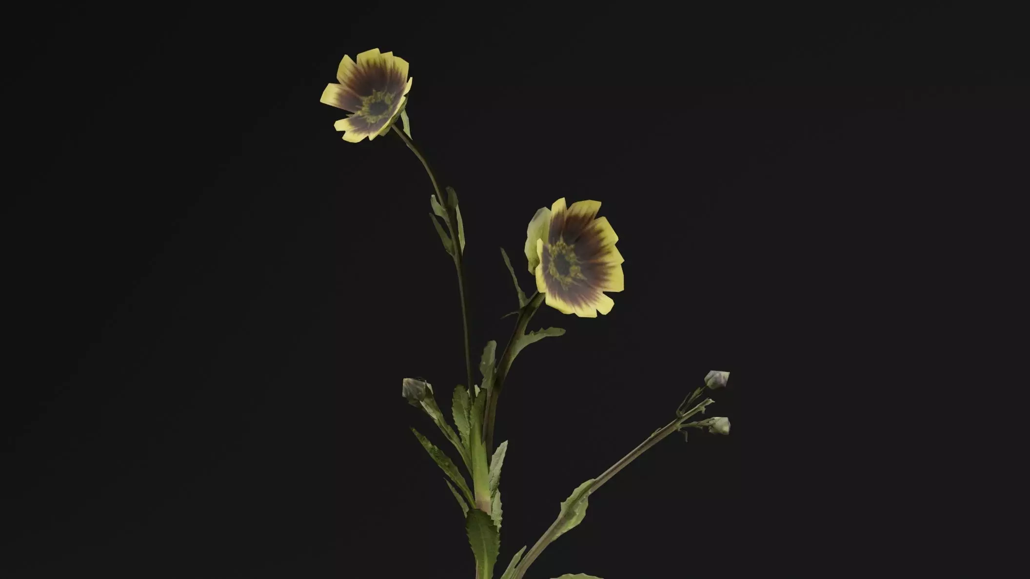 Sonchus oleraceus Plant Low-poly 3D model_1