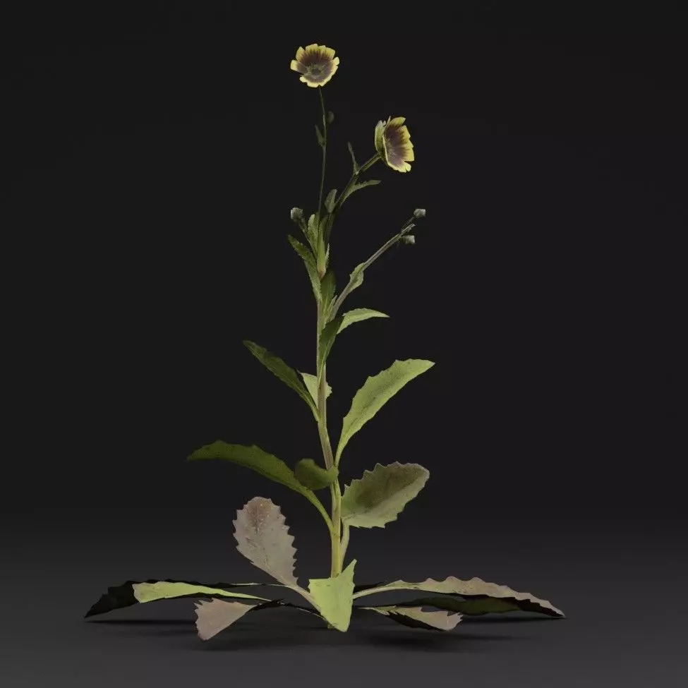 Sonchus oleraceus Plant Low-poly 3D model_5