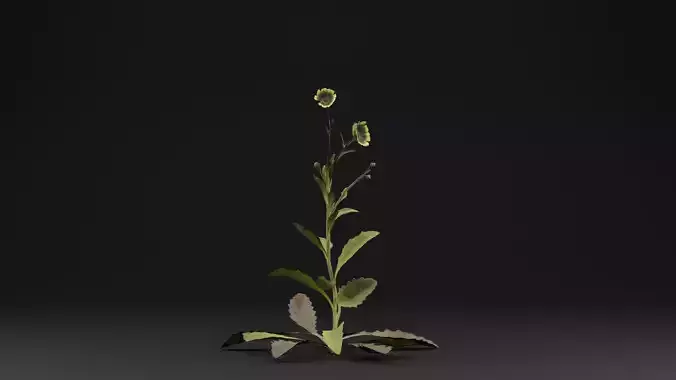 Sonchus oleraceus Plant