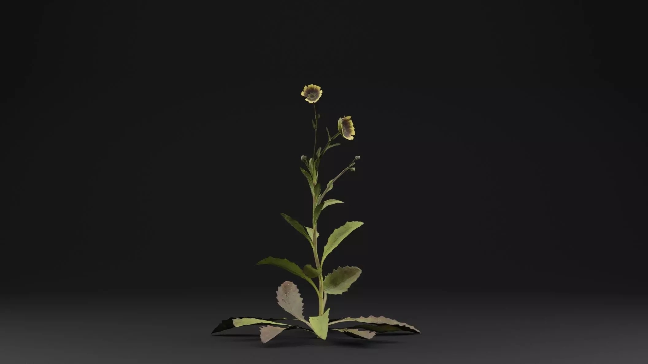 Sonchus oleraceus Plant Low-poly 3D model_0