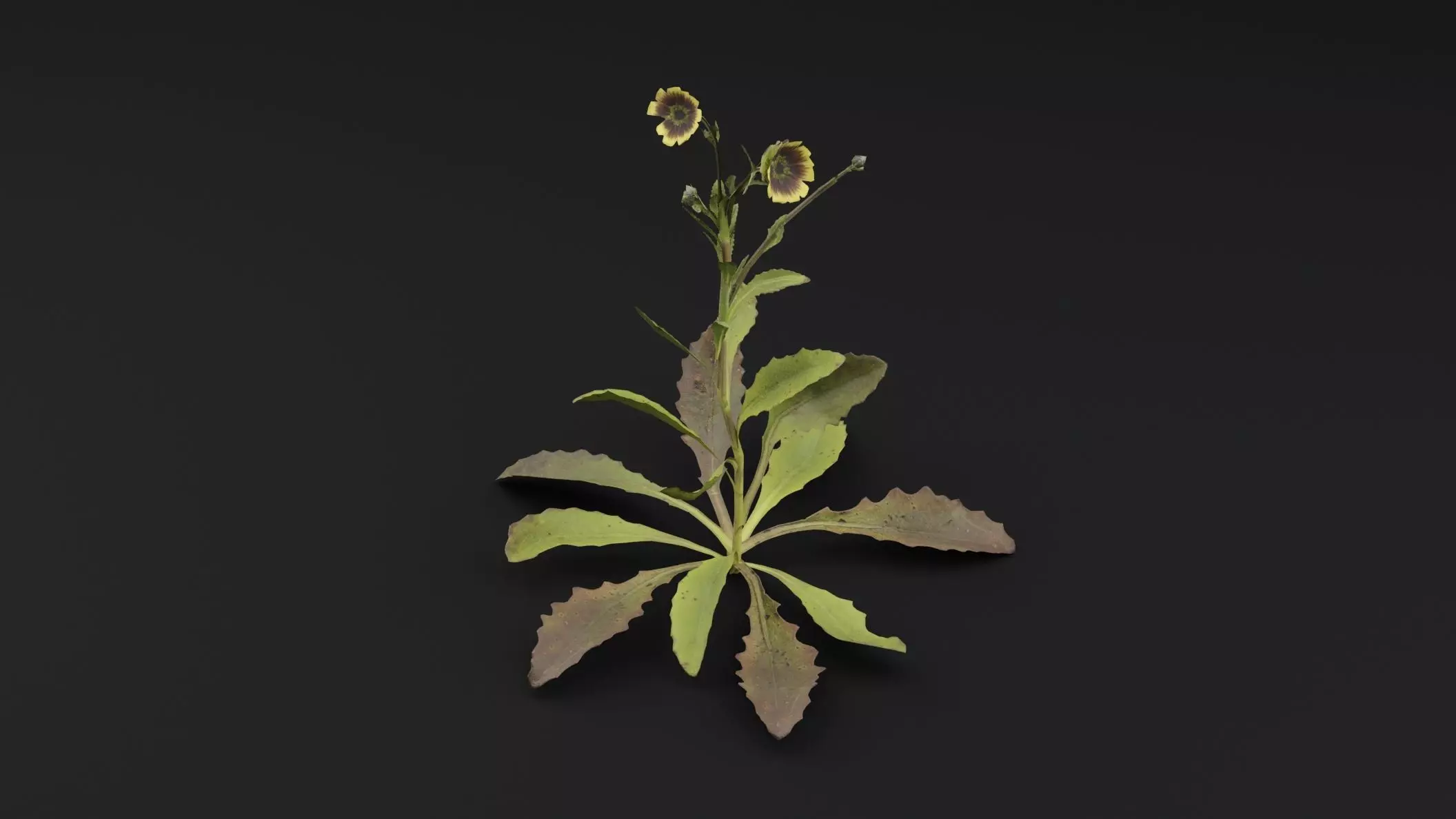 Sonchus oleraceus Plant Low-poly 3D model_4