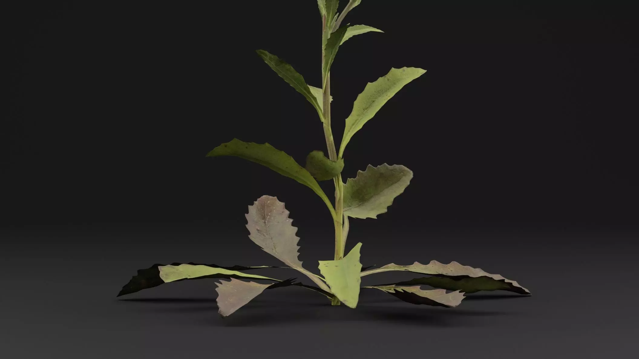 Sonchus oleraceus Plant Low-poly 3D model_2