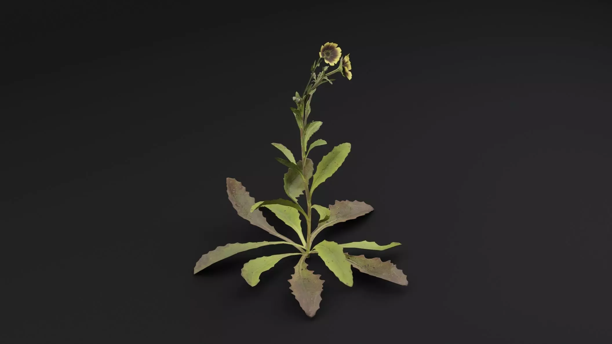 Sonchus oleraceus Plant Low-poly 3D model_3