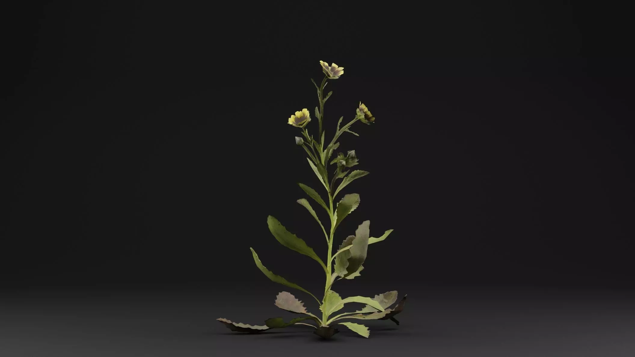Sonchus oleraceus Plant Low-poly 3D model_0