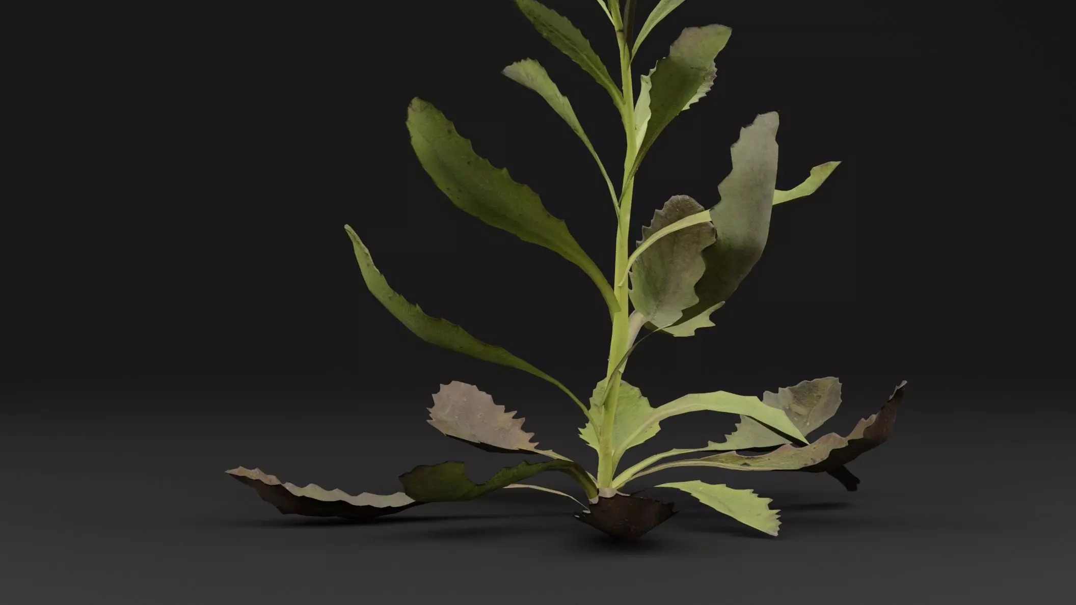 Sonchus oleraceus Plant Low-poly 3D model_2
