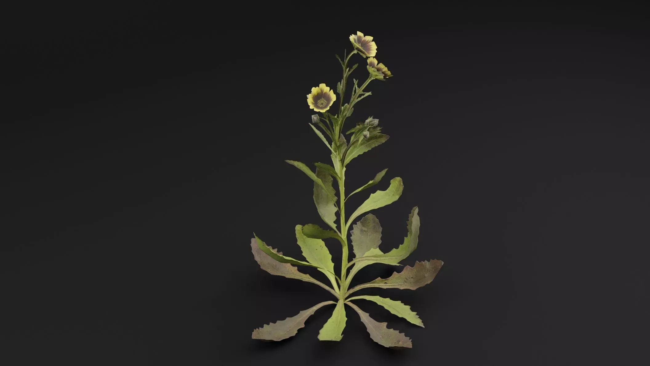 Sonchus oleraceus Plant Low-poly 3D model_3