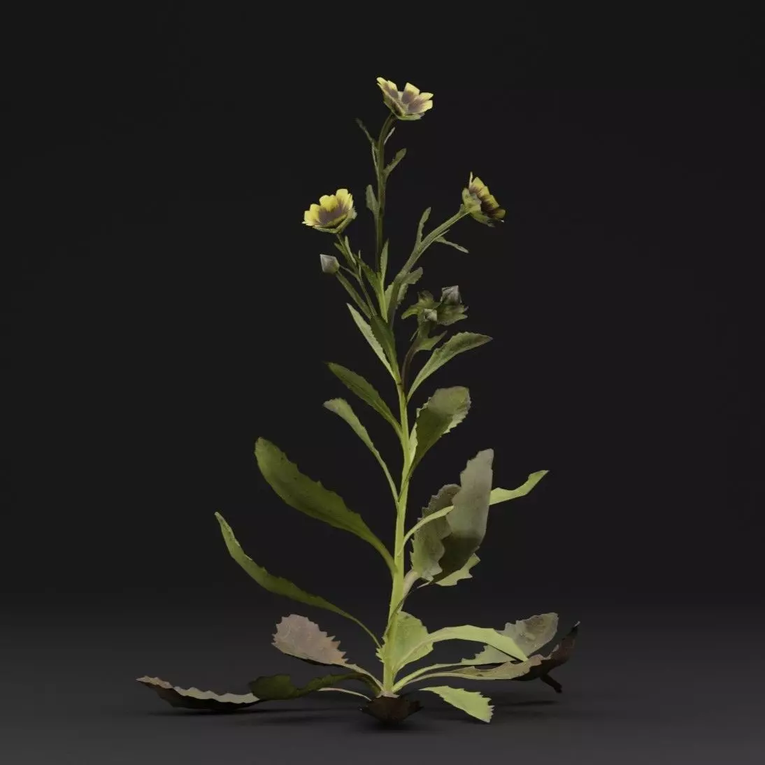 Sonchus oleraceus Plant Low-poly 3D model_5