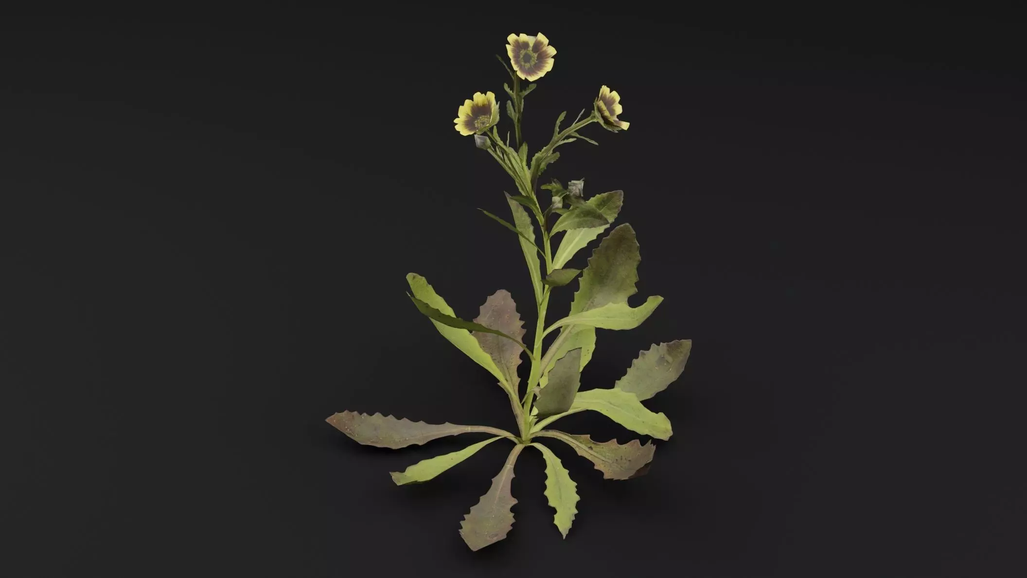 Sonchus oleraceus Plant Low-poly 3D model_4