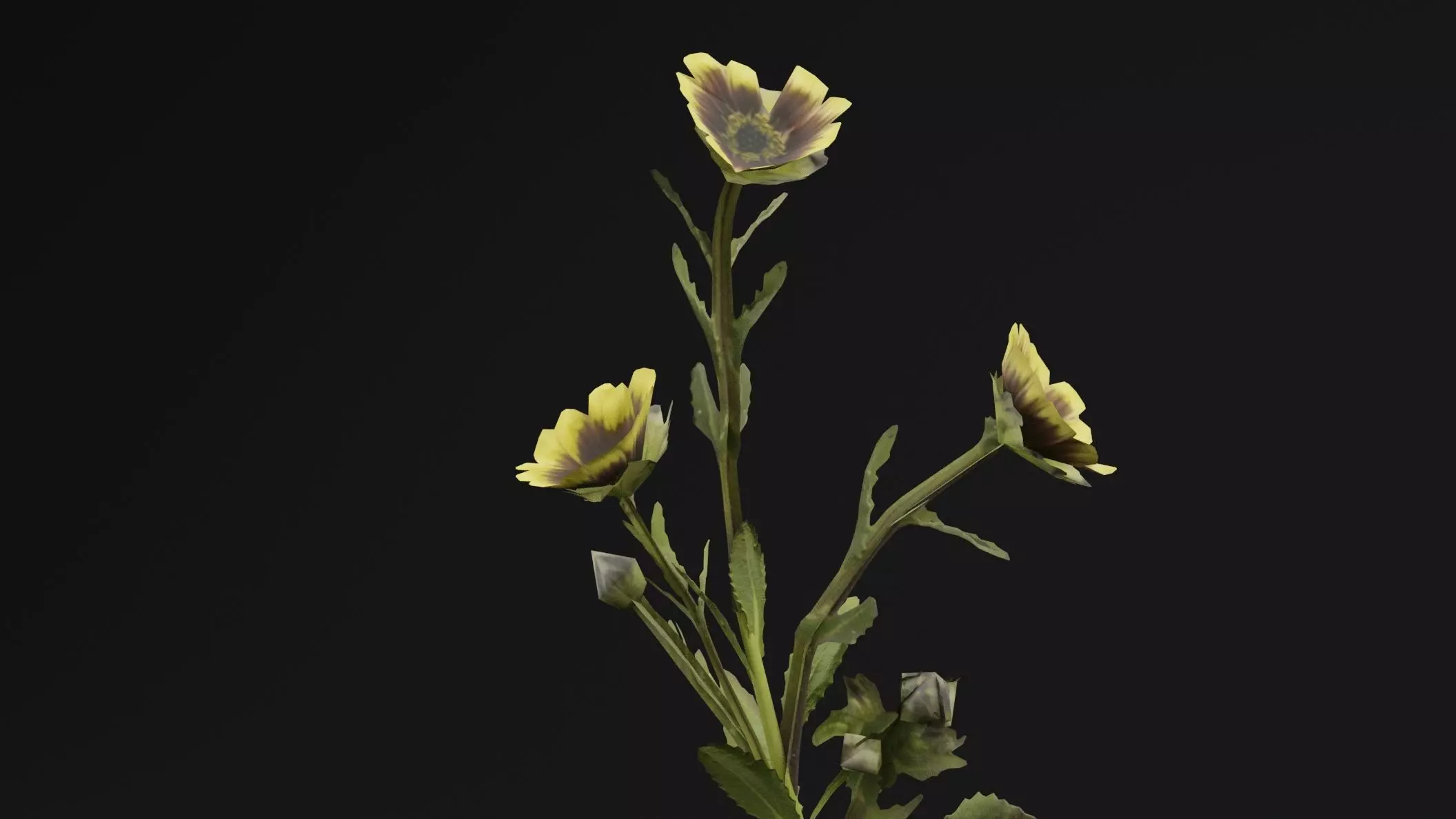Sonchus oleraceus Plant Low-poly 3D model_1