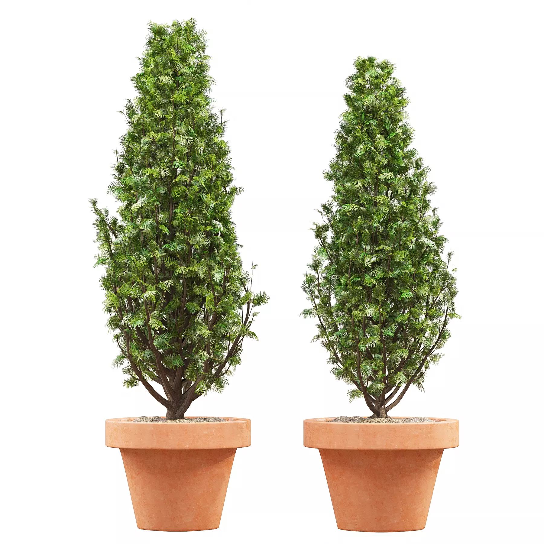 Vase Cypress Free 3D model